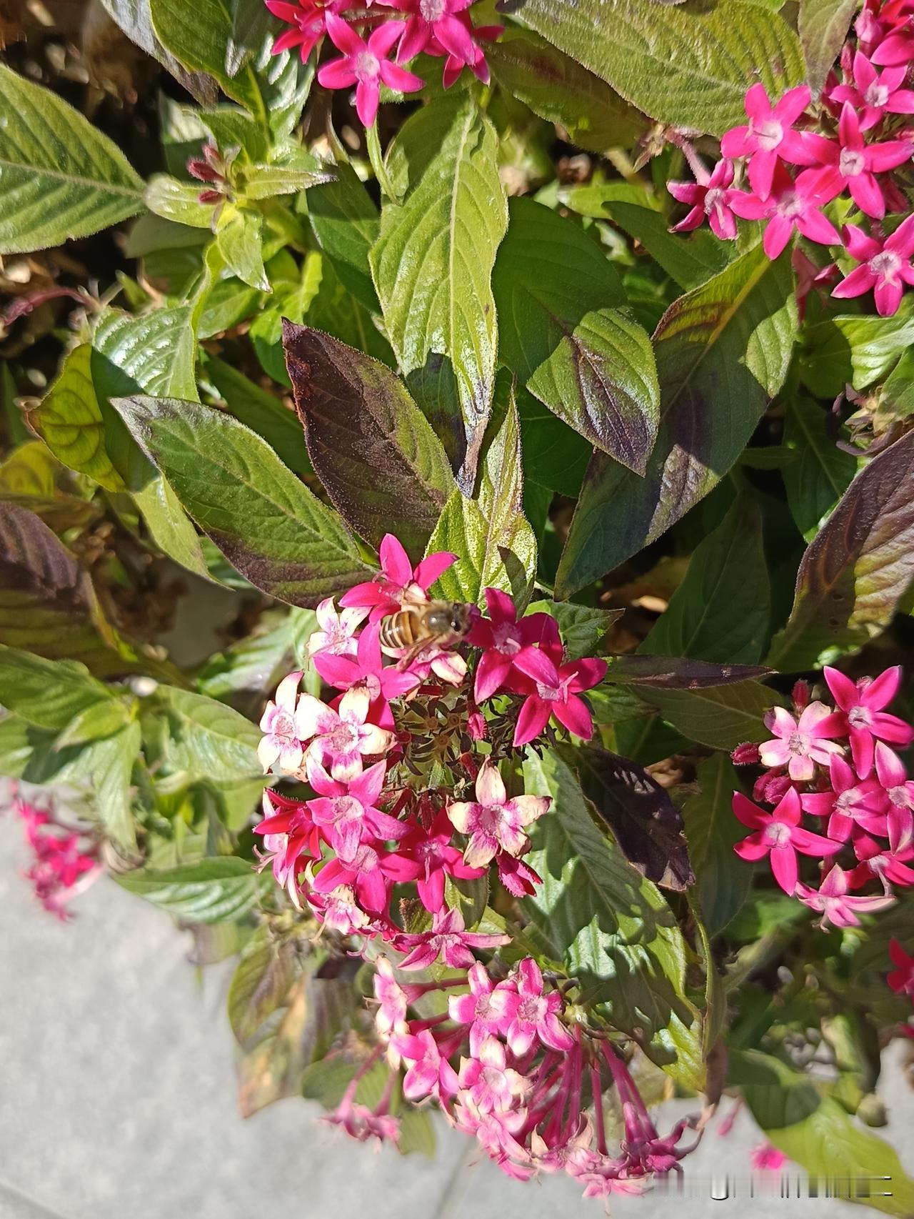 十一月底温度过山车一样，今天白天有二十多度，蜜蜂都出来了……