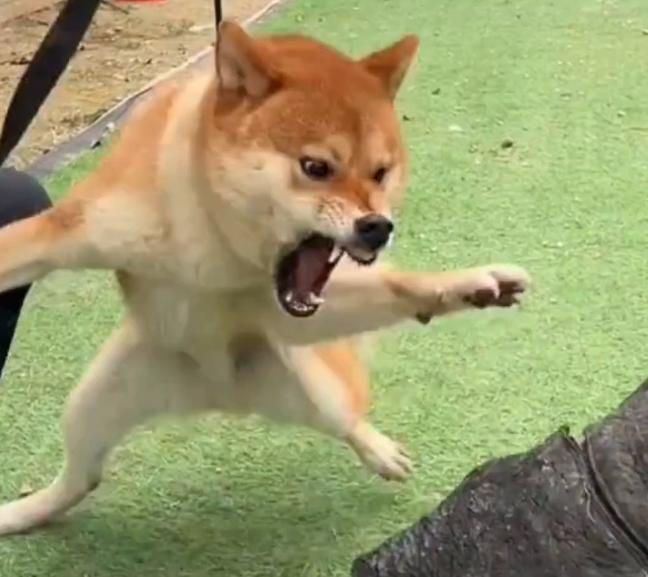 海南海口，女子遛狗时在小区凉亭躲雨，一没有拴绳的柴犬突然冲过来，将她的臀腿咬伤，