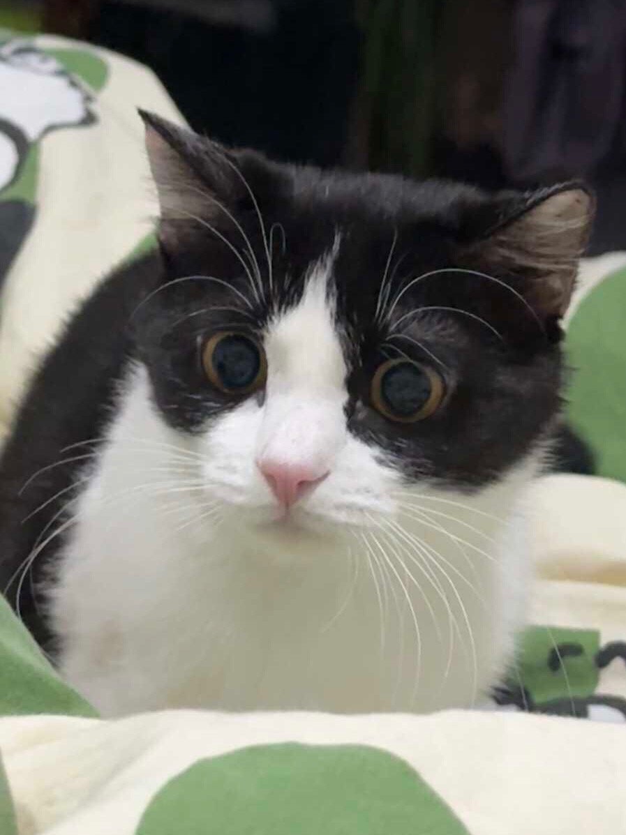 您究竟是惧怕我还是惧怕我在床上尿尿？daily奶牛猫 （投稿：） 