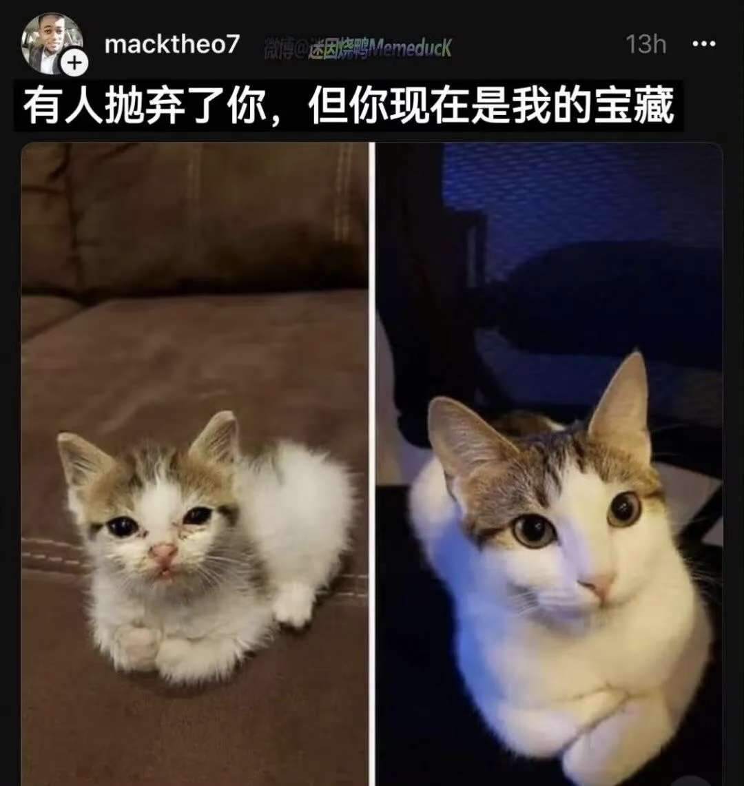 人，猫为你准备了欢乐memes 