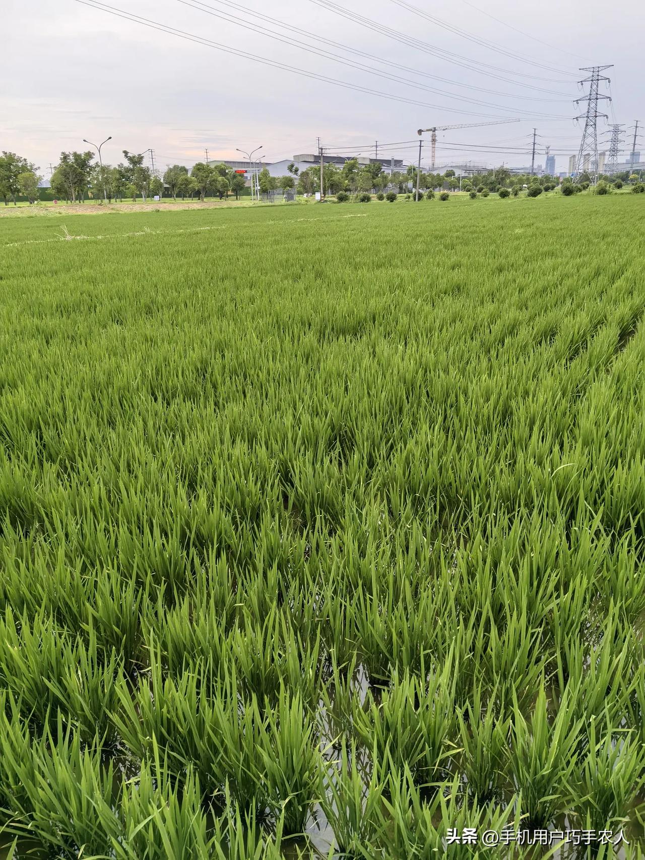无锡，惠山区的长安地区，这里还留存了一个稻作窗口。

原长安镇有3万亩水稻地。目