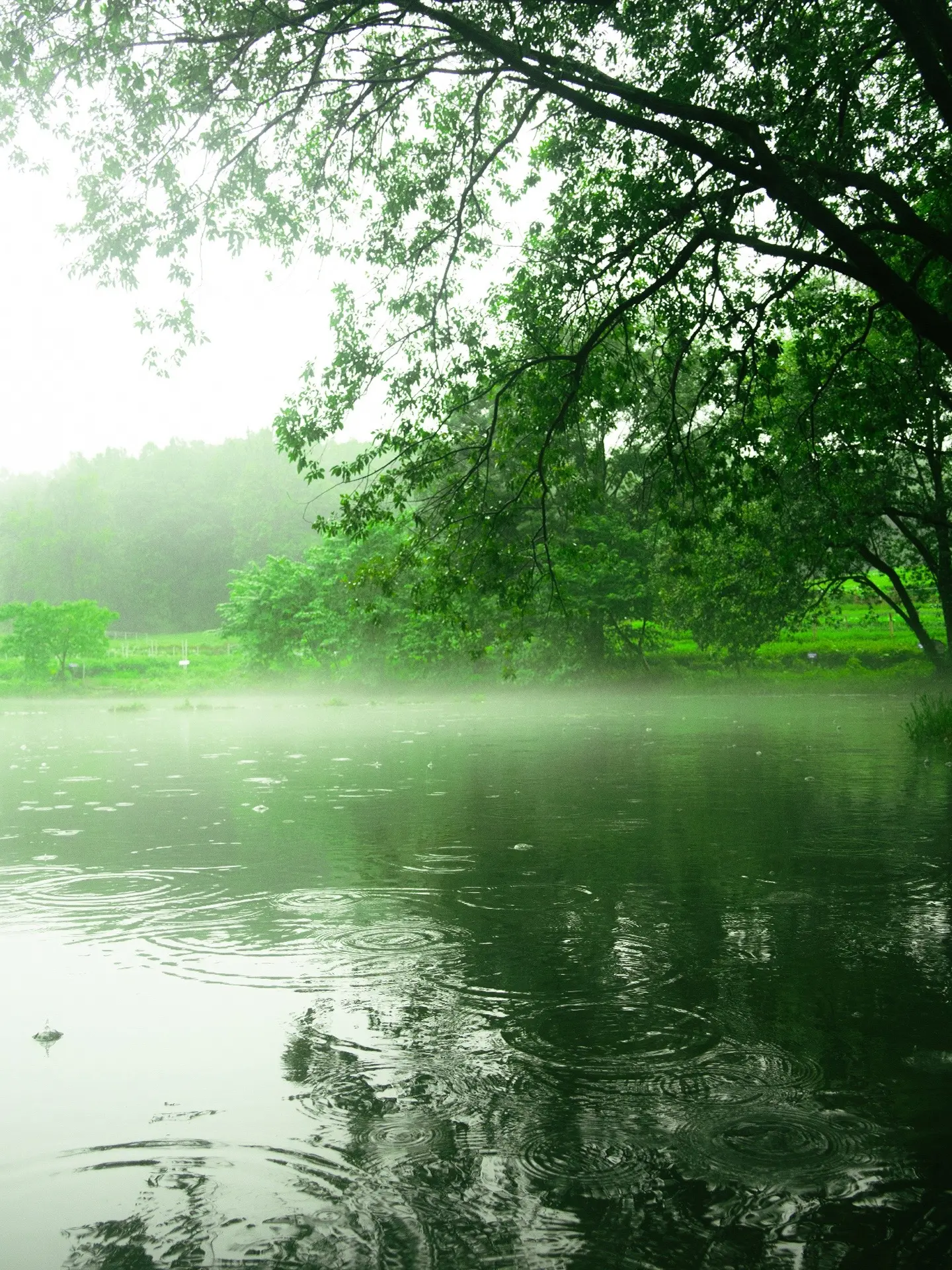 烟雨下的杭州，没人能拒绝“诗词中的江南。没想到雨天的杭州意外出片 这大...