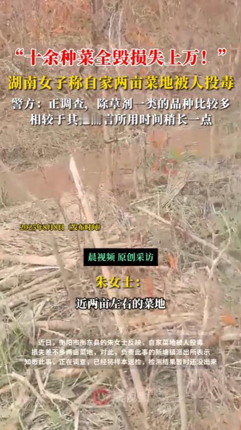 “太坏了！”2025年8月，湖南衡阳，一女子家中的两亩菜地，10多种菜，一夜之间