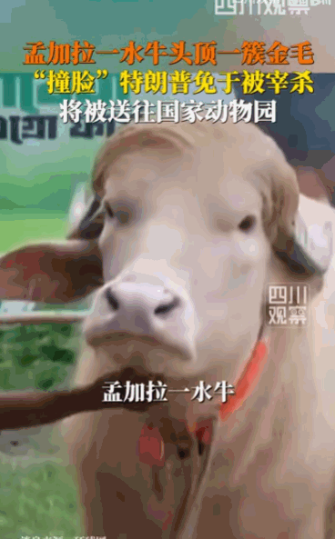 “这件事特朗普知道吗？”孟加拉国，一头本该在古尔邦节被端上餐桌的普通水牛，竟然因