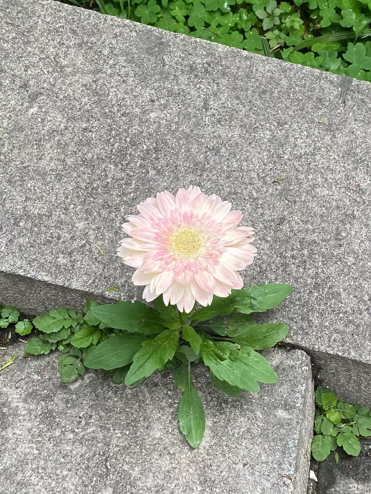 一株粉嫩的小花朵在石缝中绽放，自然之美尽显眼前。🌸🌿