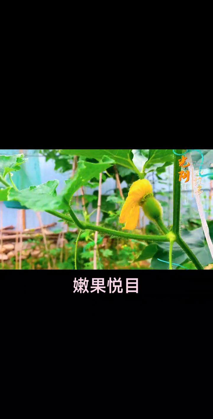 嫩果悦目，苦瓜，羊角蜜甜瓜。
