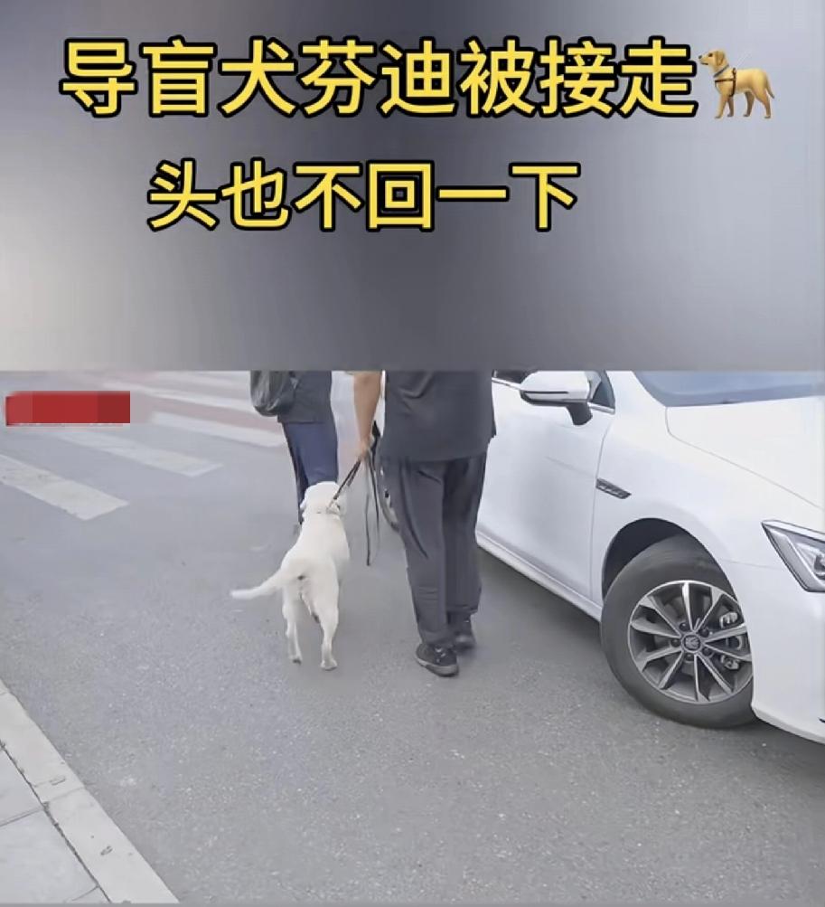 真是大快人心！
导盲犬芬迪被接回去了，最重要的是被接走的时候直接头也不回，不知道