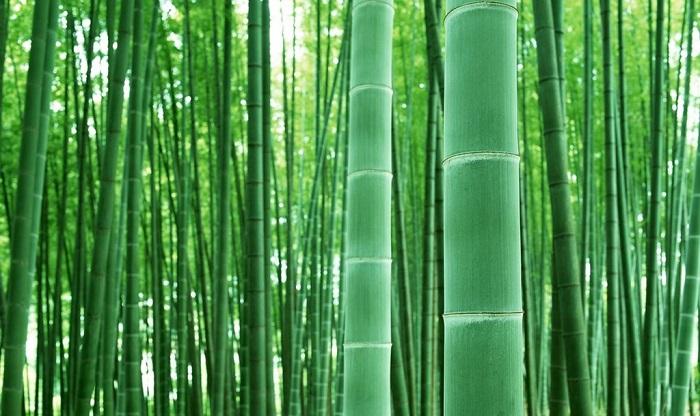 中国青竹捅破西方百年石油霸权
中国青竹正在拆解西方百年石油霸权。
过去百年，西方