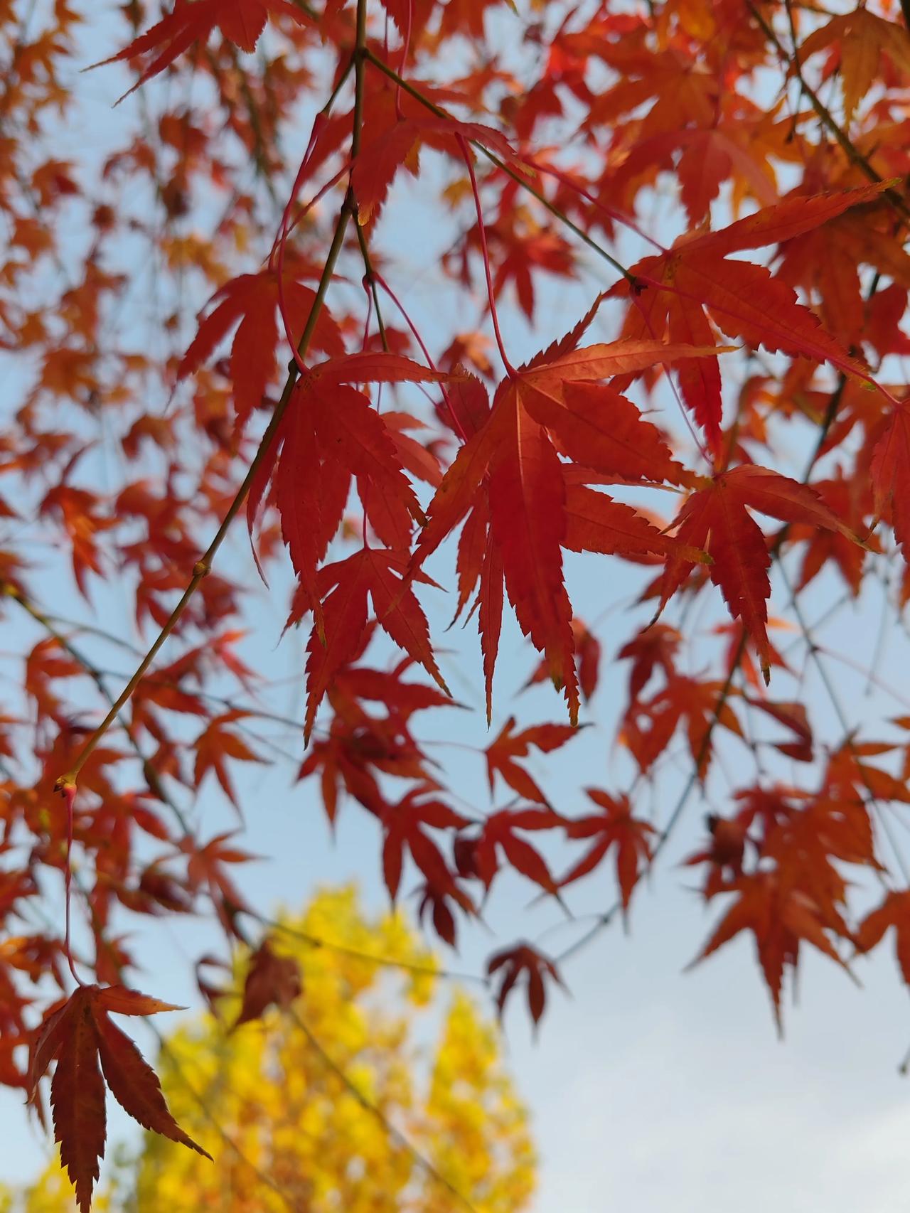晒图笔记大赛献给冬季的美。
