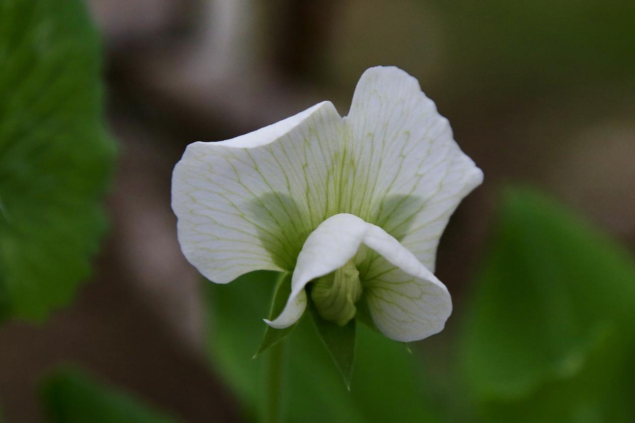 永嘉赏花——前两种花，有多少人不认识