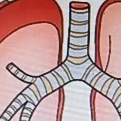 很多人可能不知道，有些东西泡水喝对肺部好处多多，能让肺部小问题逐渐消失。就像罗汉