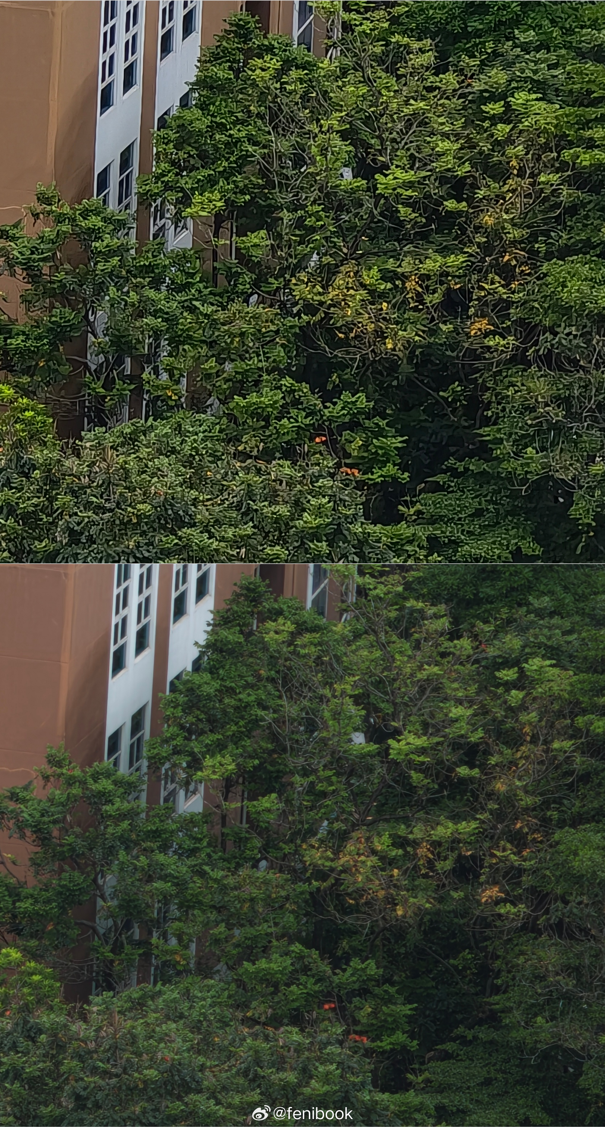 同样的相机硬件，不同手机最终发挥出的效果差距，能有多大如图，上下对比，你们看，喜