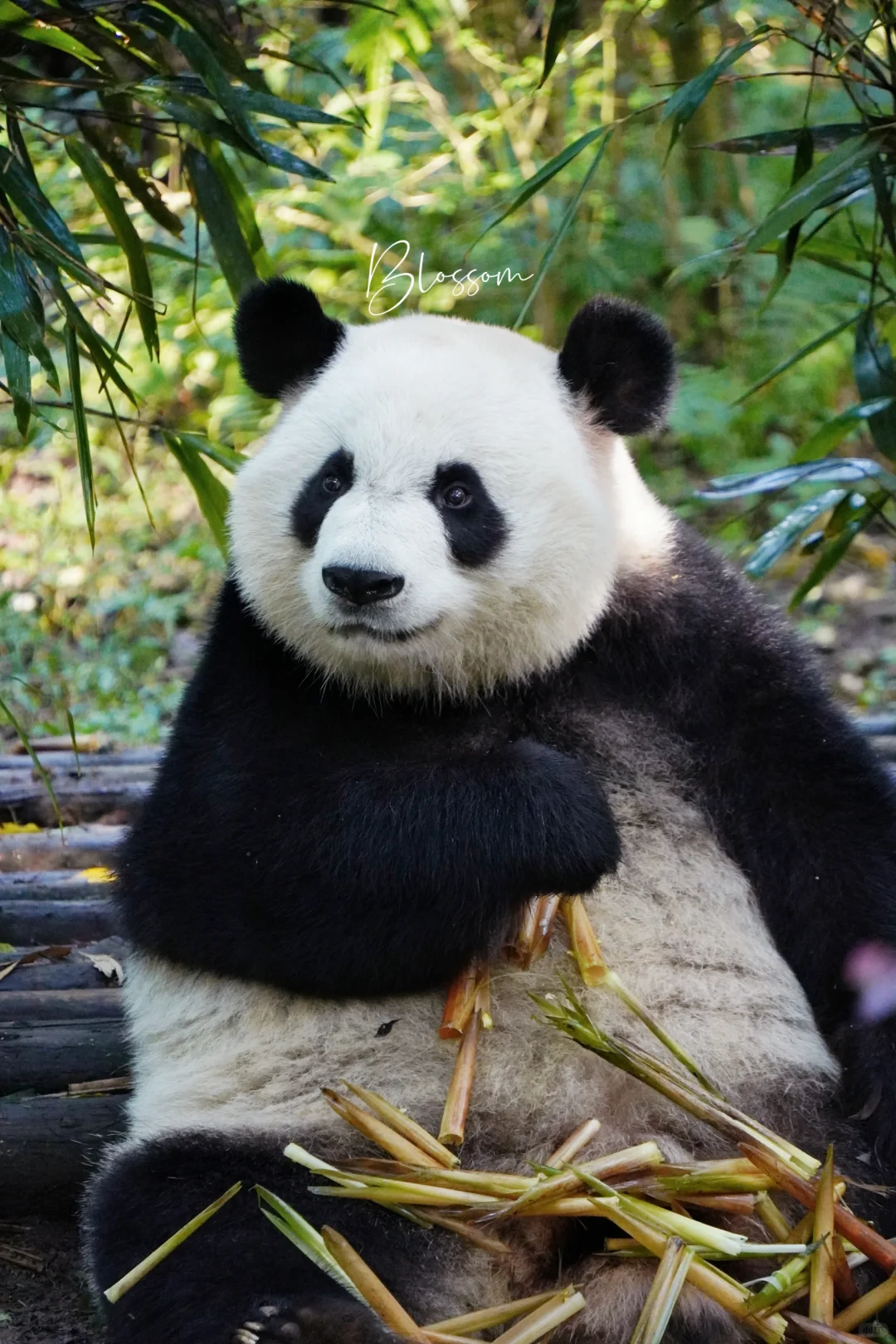 241001 大脸憨憨美轮，所以说拜拜类妈