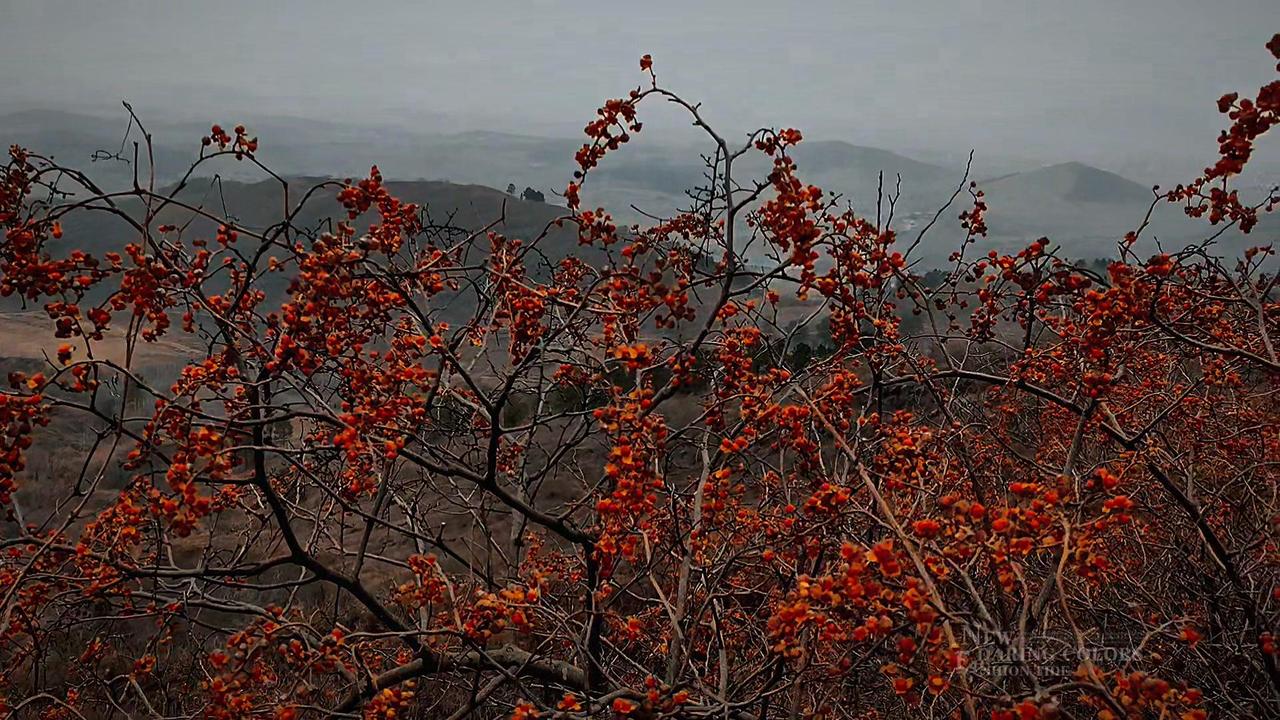 🌿南蛇藤真的太低调了，不像鲜花急于绽放，也不像果实炫耀自己，就默默在山野间生长