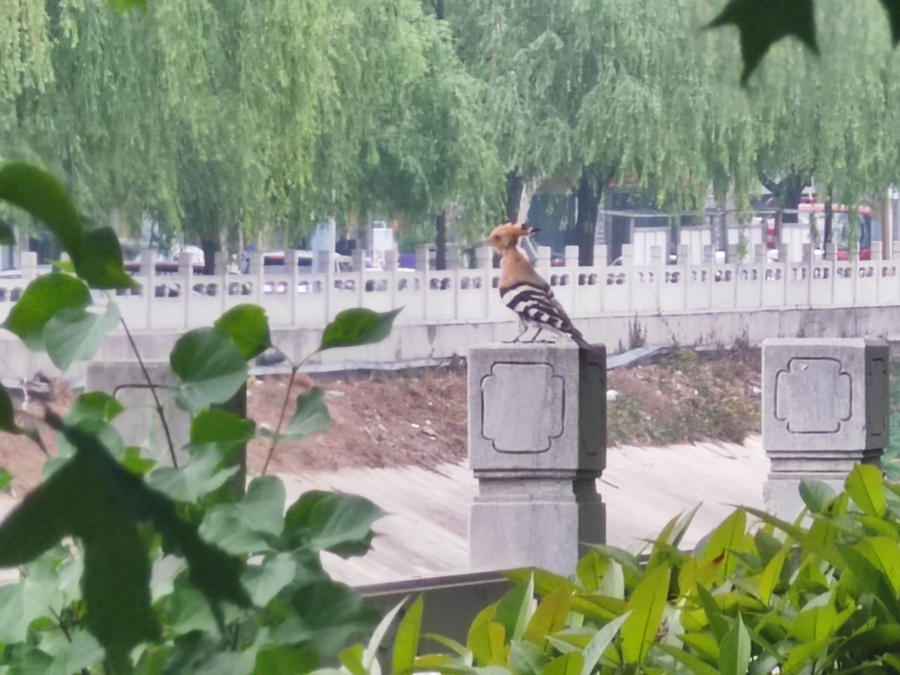 分享一张最近随手拍的照片今日下手，总算搞定。发现“珍稀鸟类”，一直追踪寻觅，都不