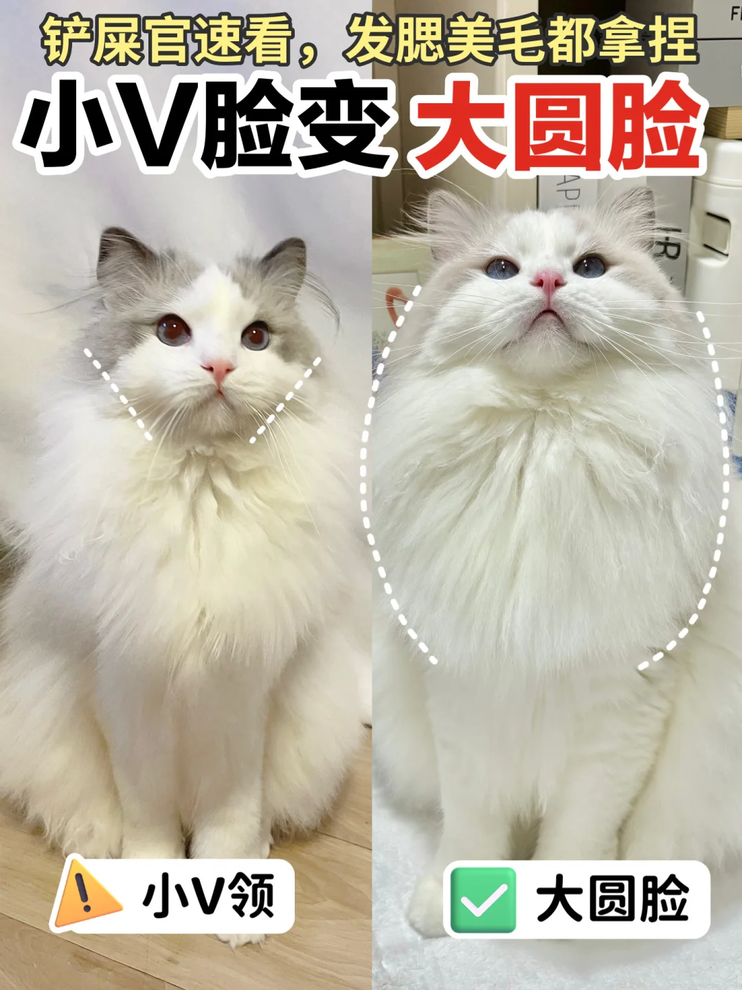 whycat到底怎么样，真实喂养心得