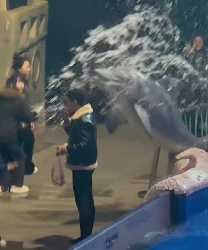 海豚：我麻麻说不让抽烟！你尔多隆吗！男子海洋馆内抽烟被白鲸喷水