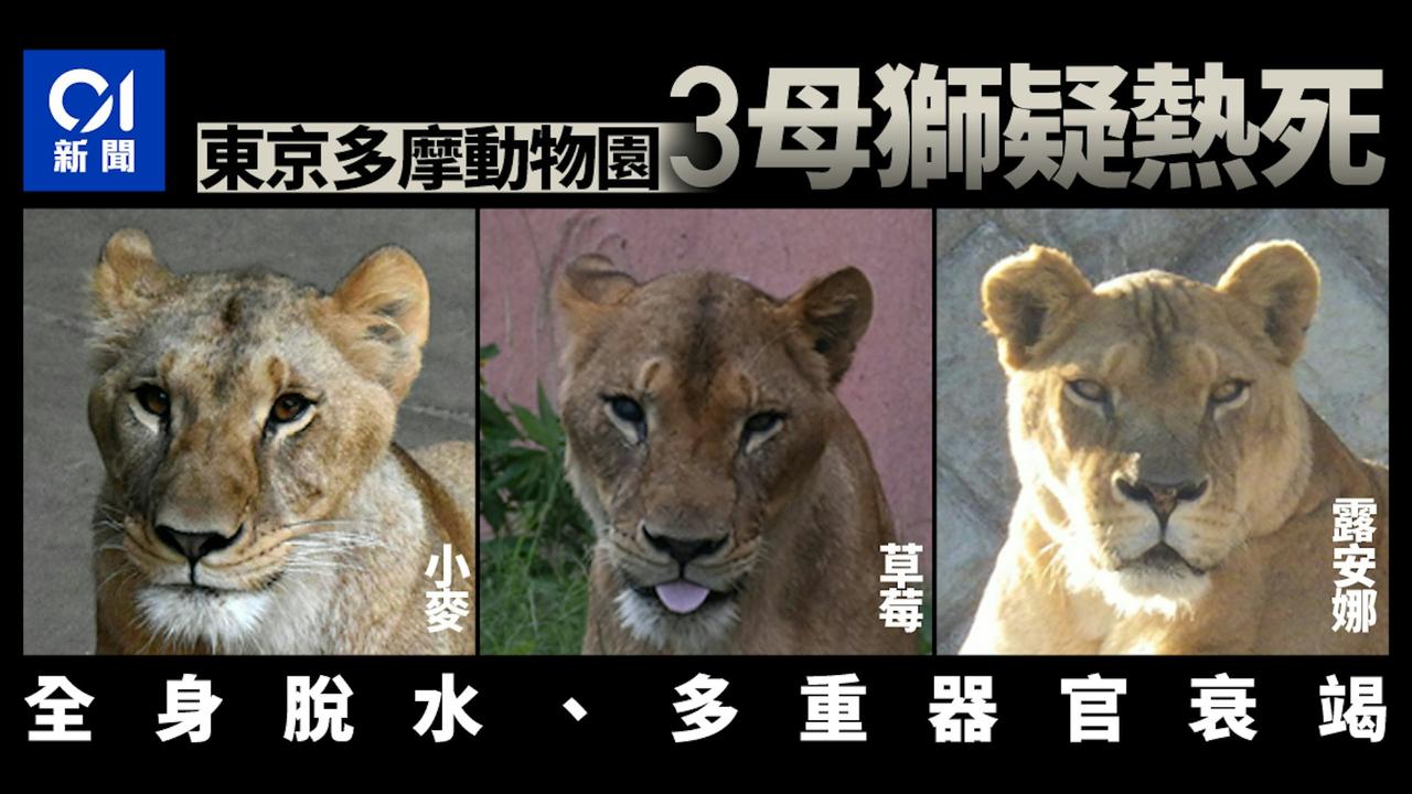 还好我们的熊猫回国了.......
日本地震后，高温又来了。东京都地面温度一度逼