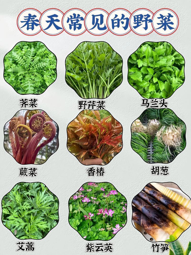 春暖花开，采摘野菜的季节到咯，田间地头、山坡上的野菜都冒出来了，这可是春日纯天然