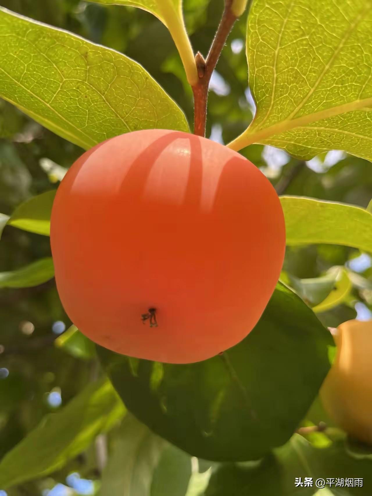 🌿ˡⁱᶠᵉ⇝🌹²⁰²⁶/₁₀.₂₀🍁
桂枝香·
 
澄空如洗。
看老木疏枝