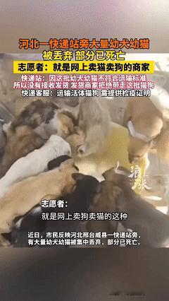 良心不会痛吗？近日河北邢台威县，有网友反映在一快递站旁发现有大量的幼犬幼猫被集中