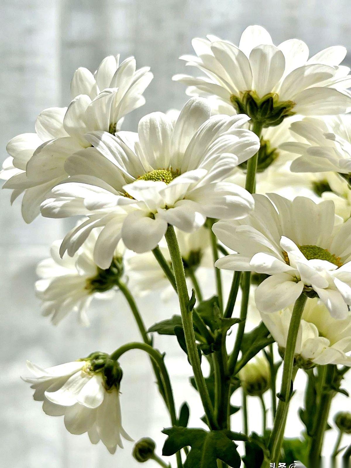 凌晨五点半，天还没亮透，老头手机就跟催命符似的响个不停。我迷迷糊糊被吵醒，就见他