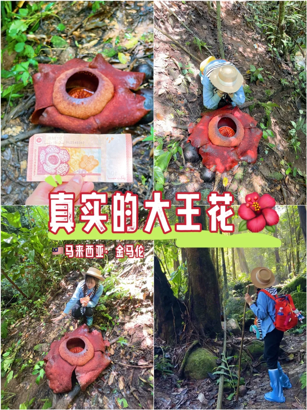 🇲🇾马来西亚|我找到了现实里的大王花🌺