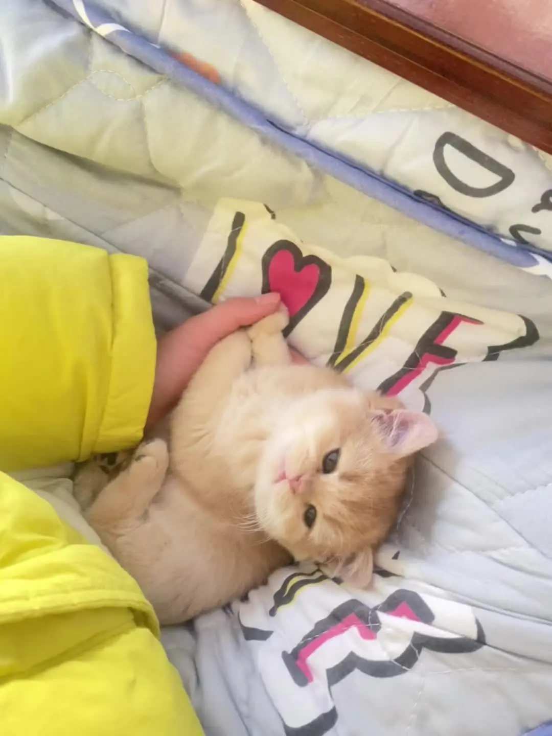 这一小坨猫谁受得了