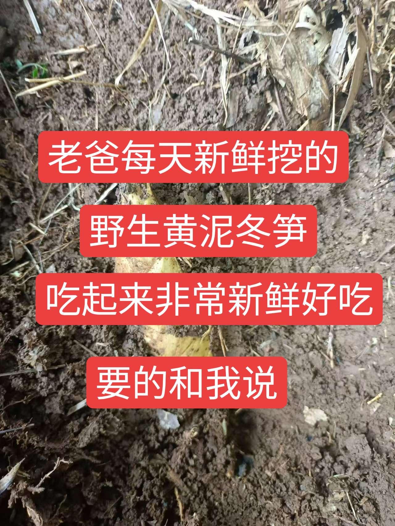 挖笋的乐趣只有体验过才懂 冬笋来了 大山里的味道 冬笋炒腊肉