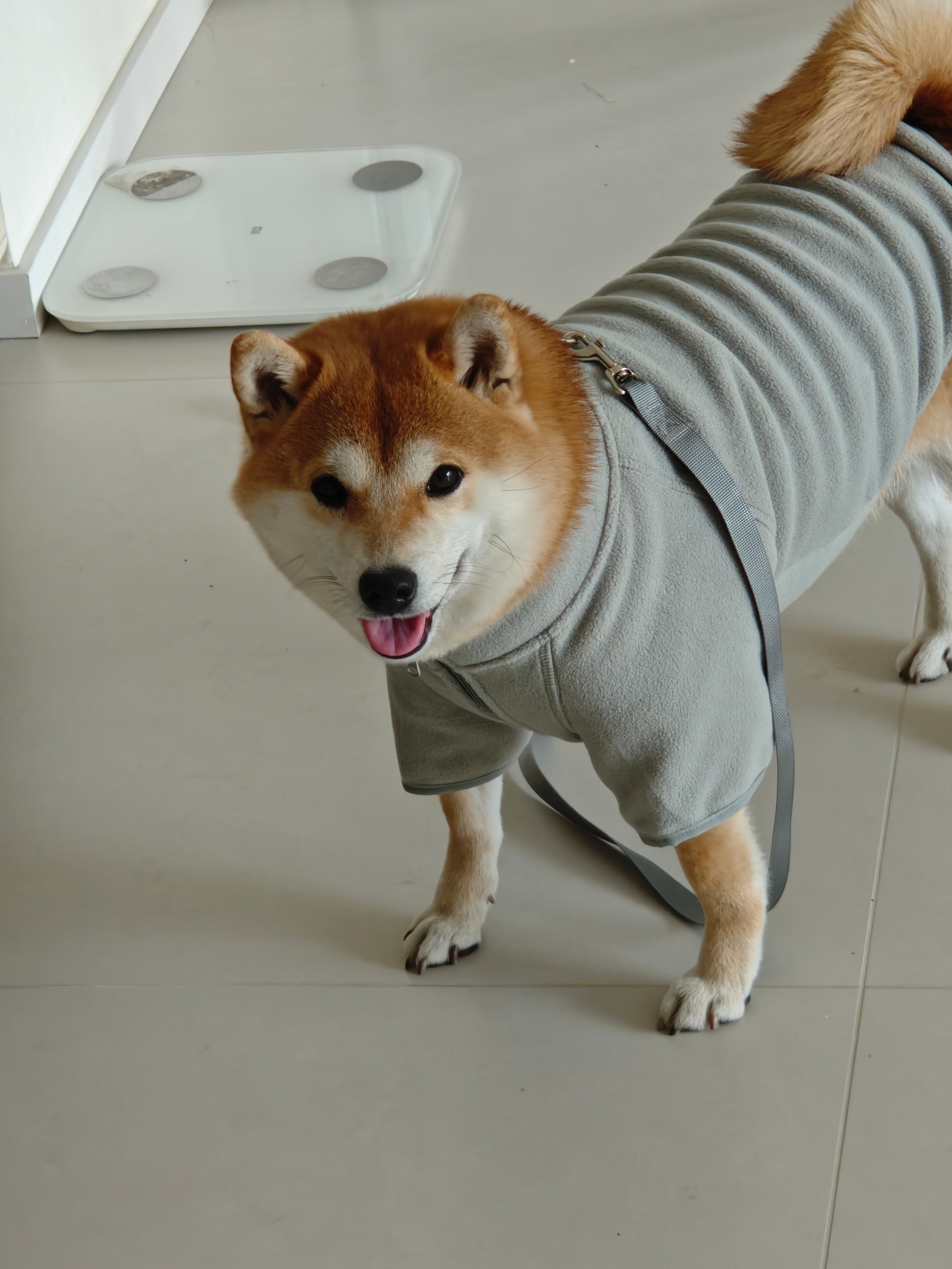 一大早狗子就跑进来了 