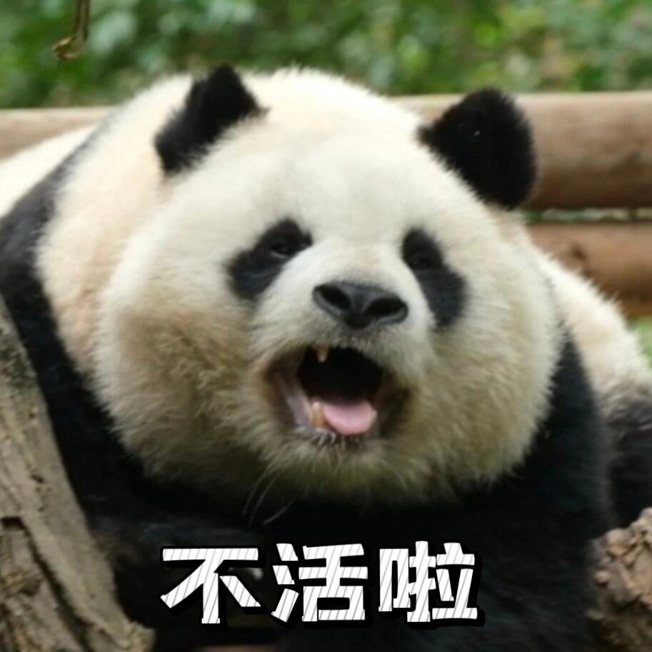 精神状态良好的大熊猫表情包 ​​​
