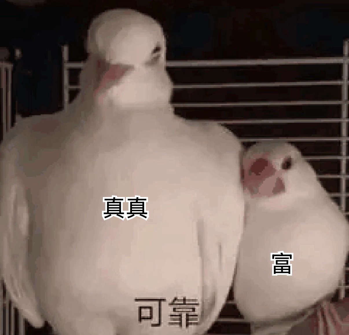 真真老师真是救我狗命要不是有她借给我的相机我今天怕是全程要拍发黑的糊图了（傻瓜式