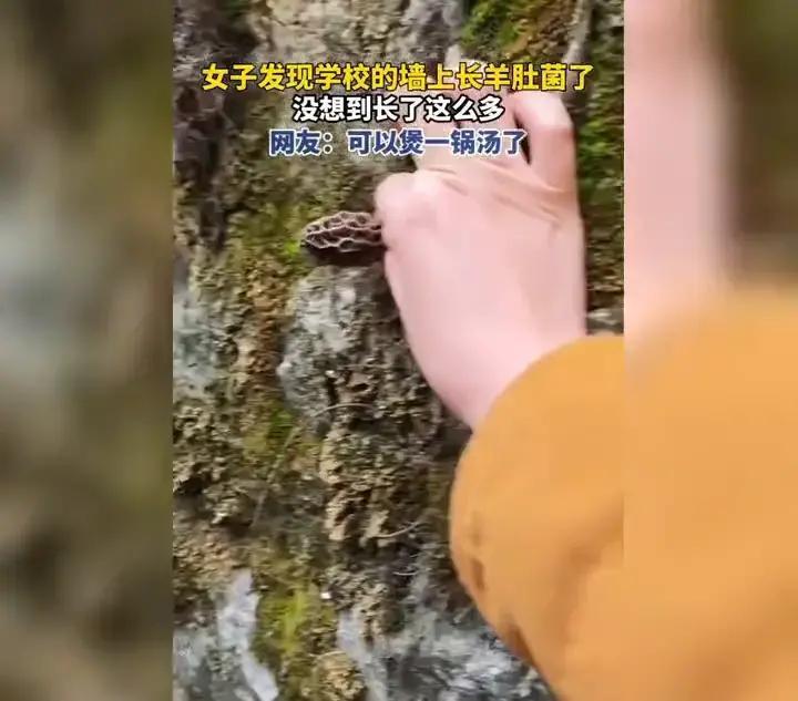 4月8日，贵州一学校围墙冒出成片羊肚菌，数量多到让人多看几眼。

这种菌菇长在墙