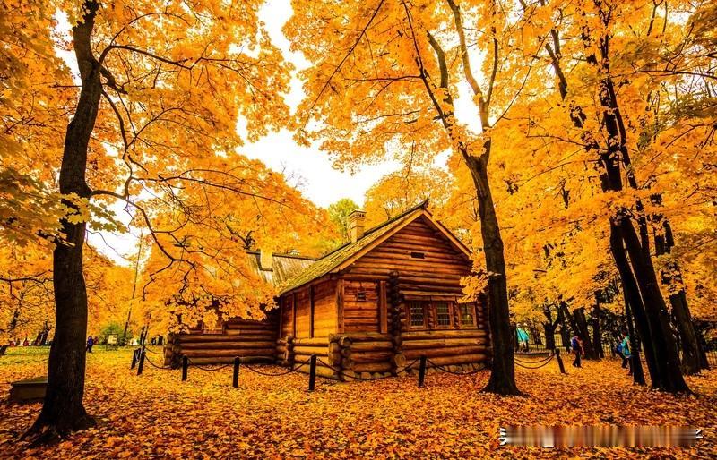 一张图证明秋天来了 一张图证明秋天来了
我这张图里，满是秋天的痕迹。金黄的银杏叶