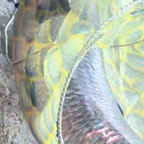 柳州大哥钓上113斤大鱼！卖6500块，柳州大哥钓上113斤大鱼！卖6500块，