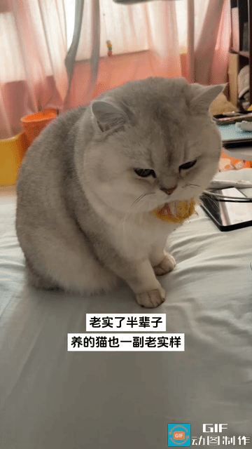 真的绝了！人老实半辈子，连养的猫都跟着老实，这哪是养猫，分明是养了个翻版的自己啊