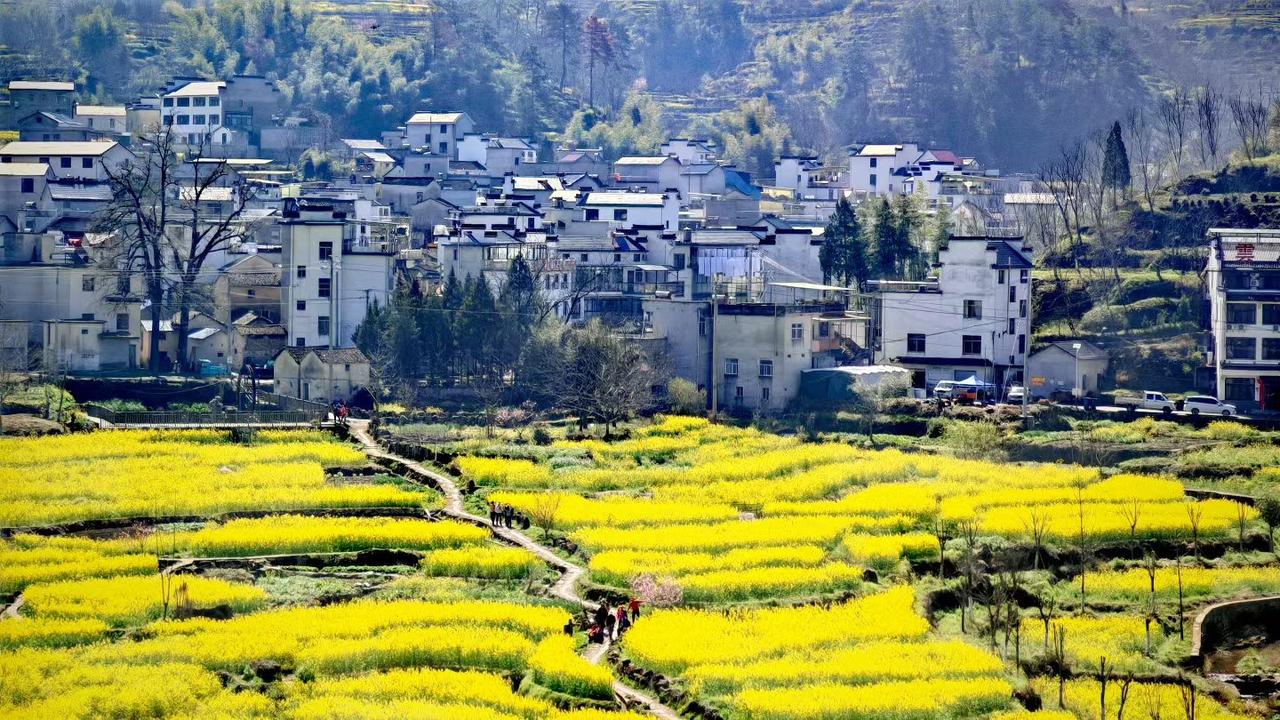 春日漫山铺金浪，白墙黛瓦藏春光。
一步一景皆是画，人间烟火暖心房。