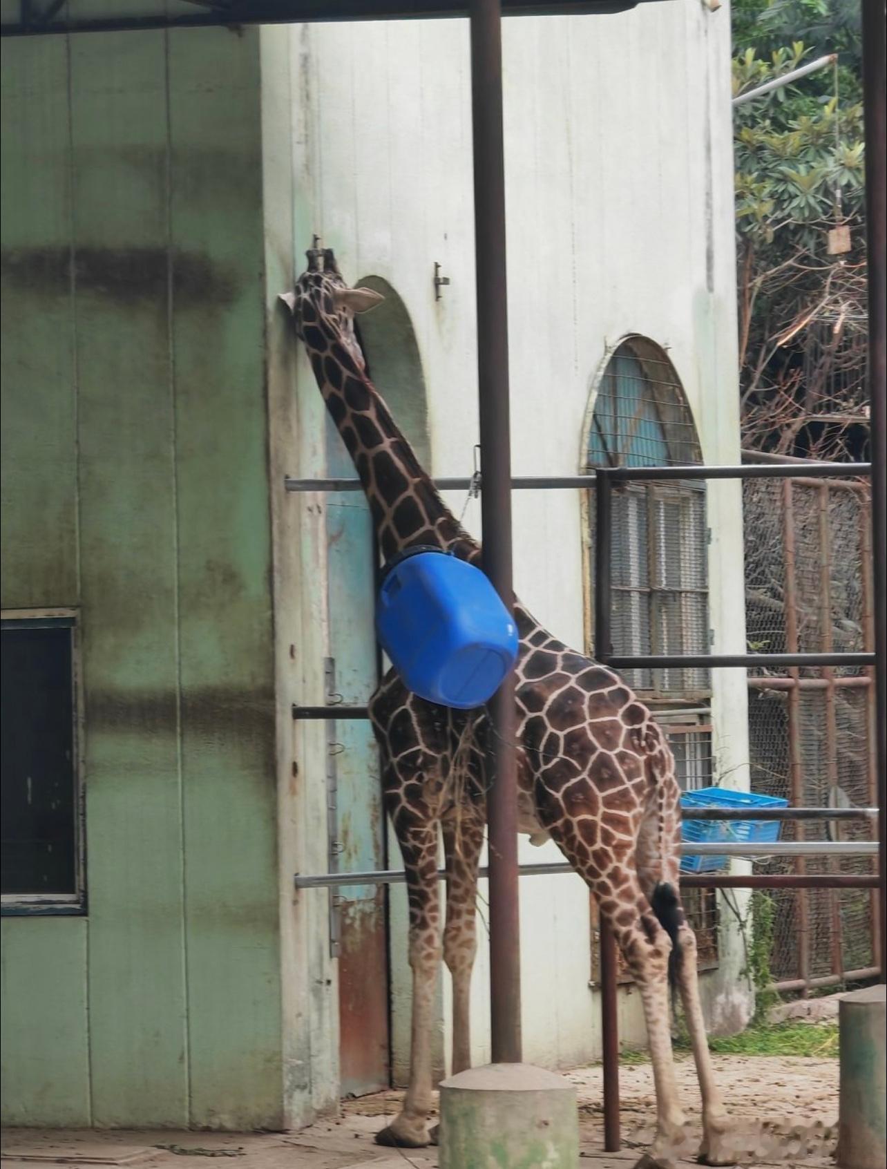 原来长颈鹿是这样睡觉的，会不会有颈椎病。 ​​​