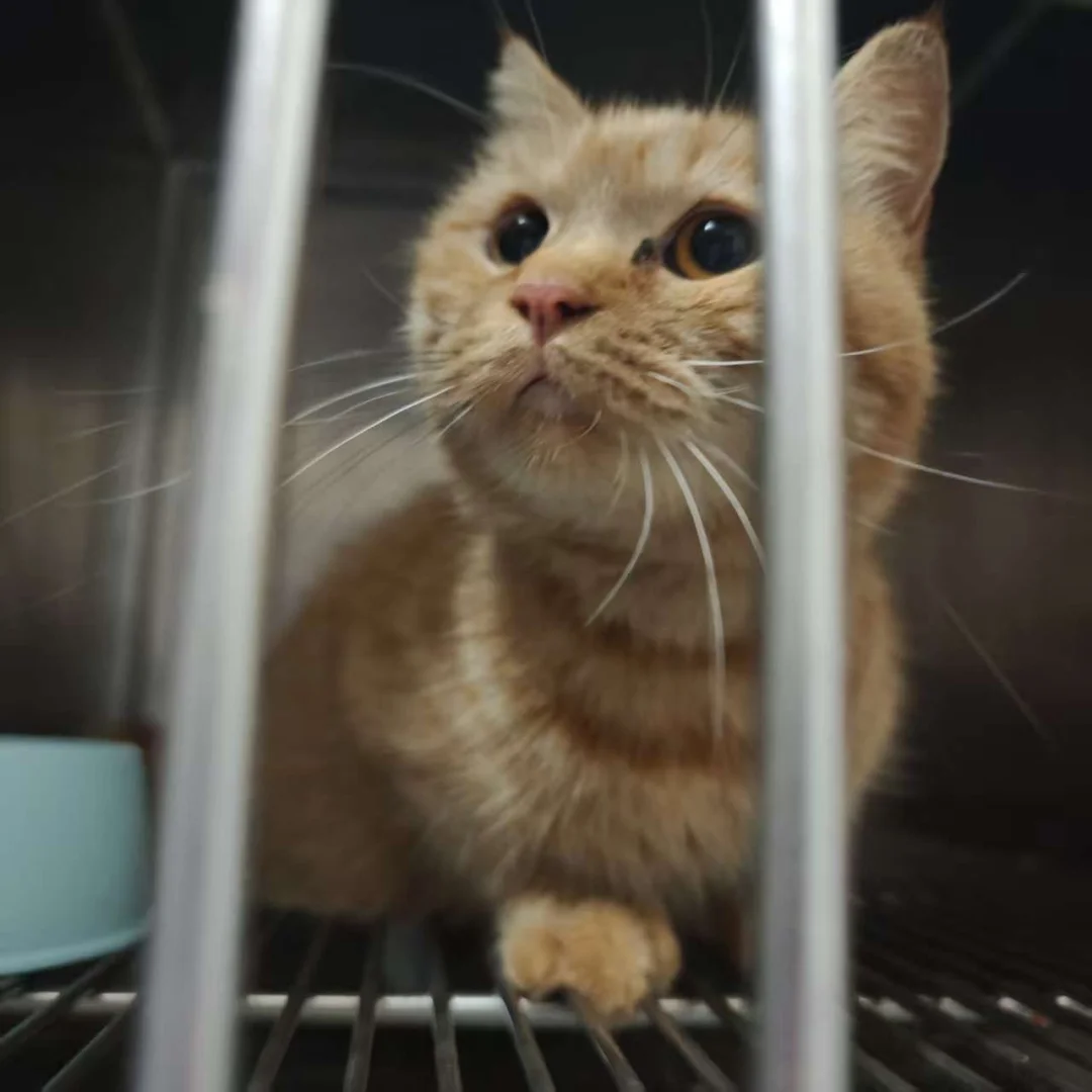 给成年猫找领养就像在35岁求职