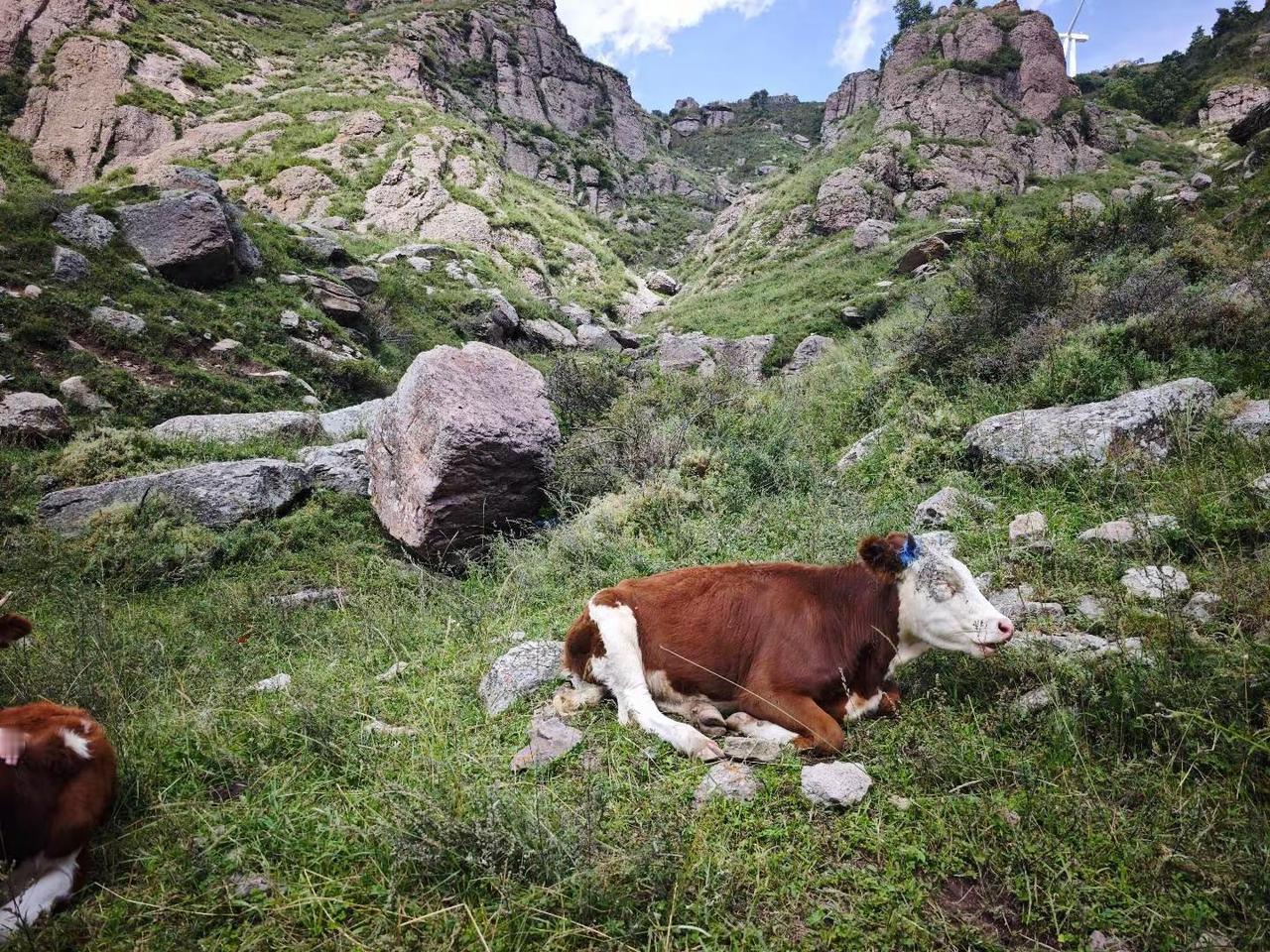 牛来 怎能错过这好时光每周一山 北京徒步搭子山上的风景