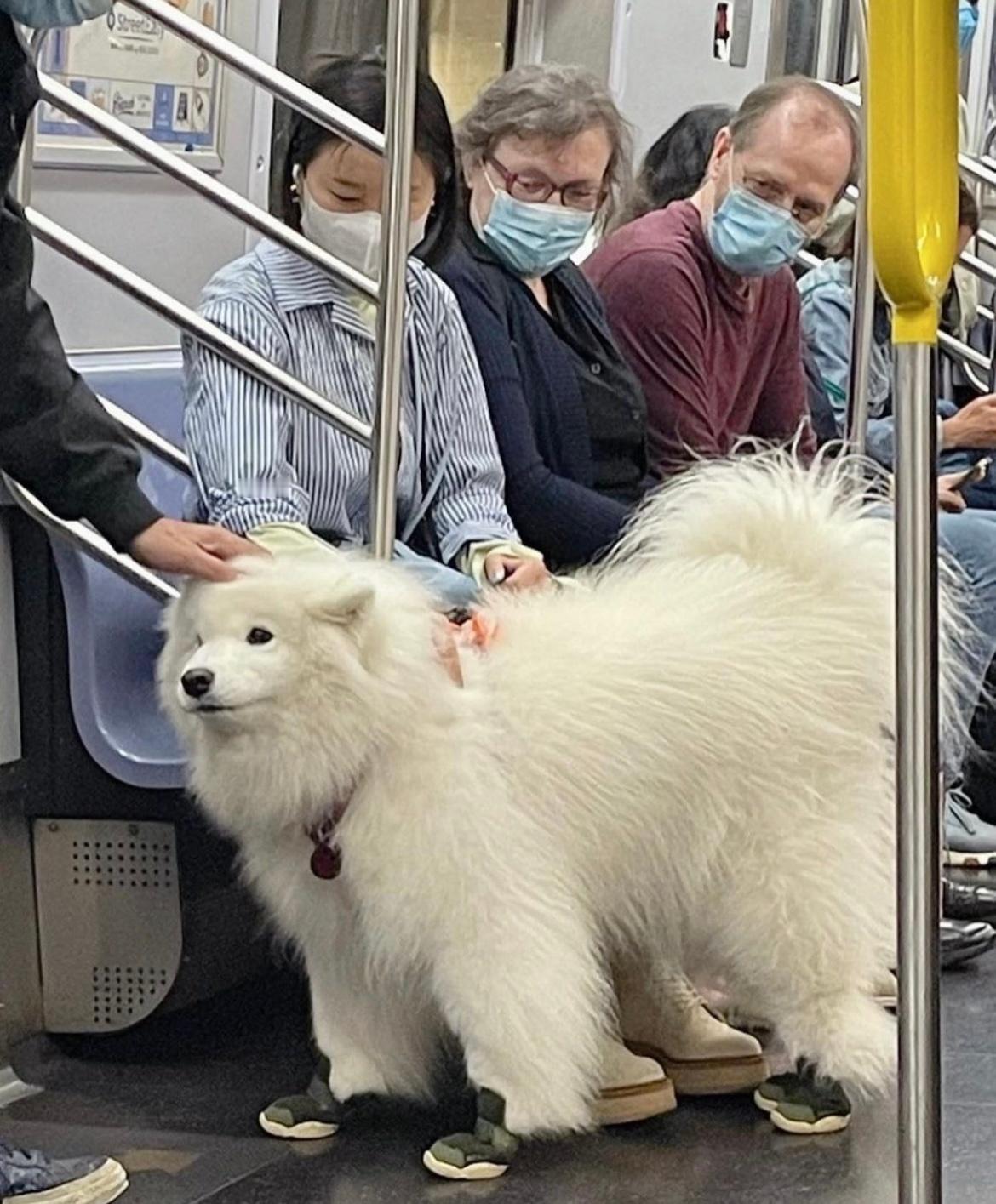 给疲惫的下班人一些毛茸茸的温暖 