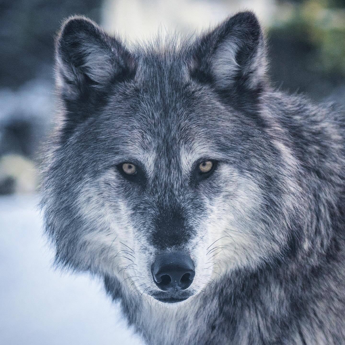 黑狼 狼野生动物犬科动物 ——所属：美国黄石国家公园（Yellowstone N