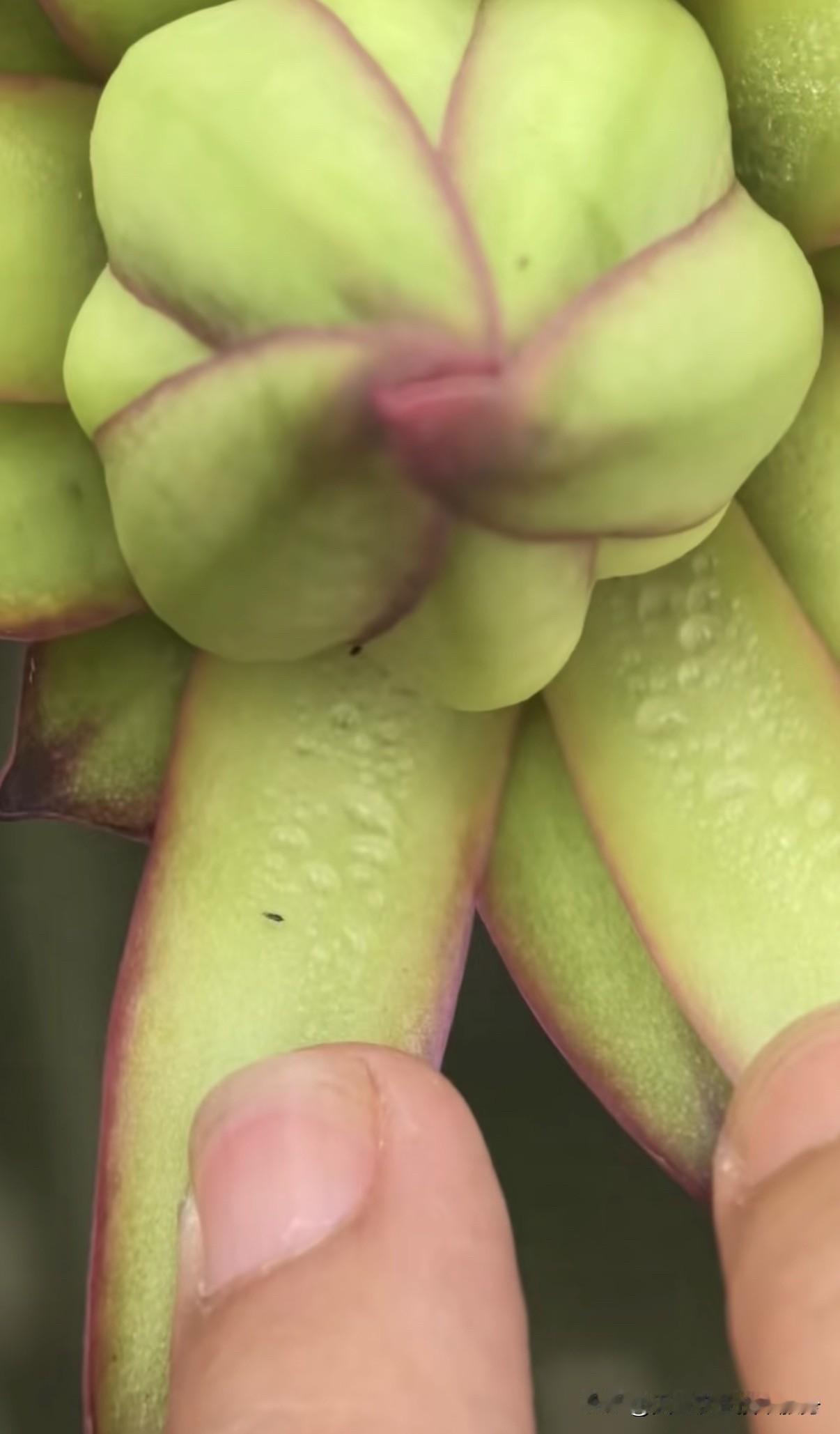 樟脑丸对蓟马没有真正的杀灭效果，只能起到微弱的驱赶作用，完全不能当作蓟马的防治药