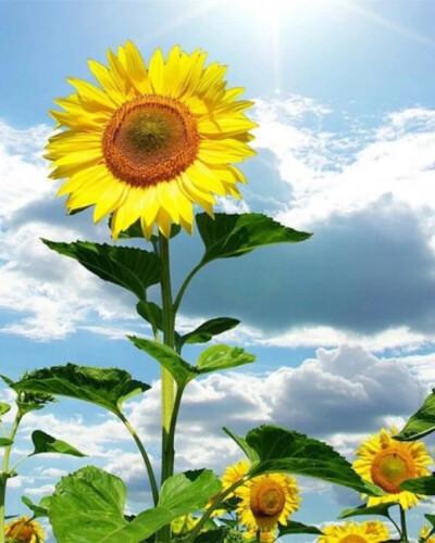 一点感悟：

人，总是希望别人跟自己一样，我吃饭你吃饭，我睡觉你睡觉.我吃饭，你