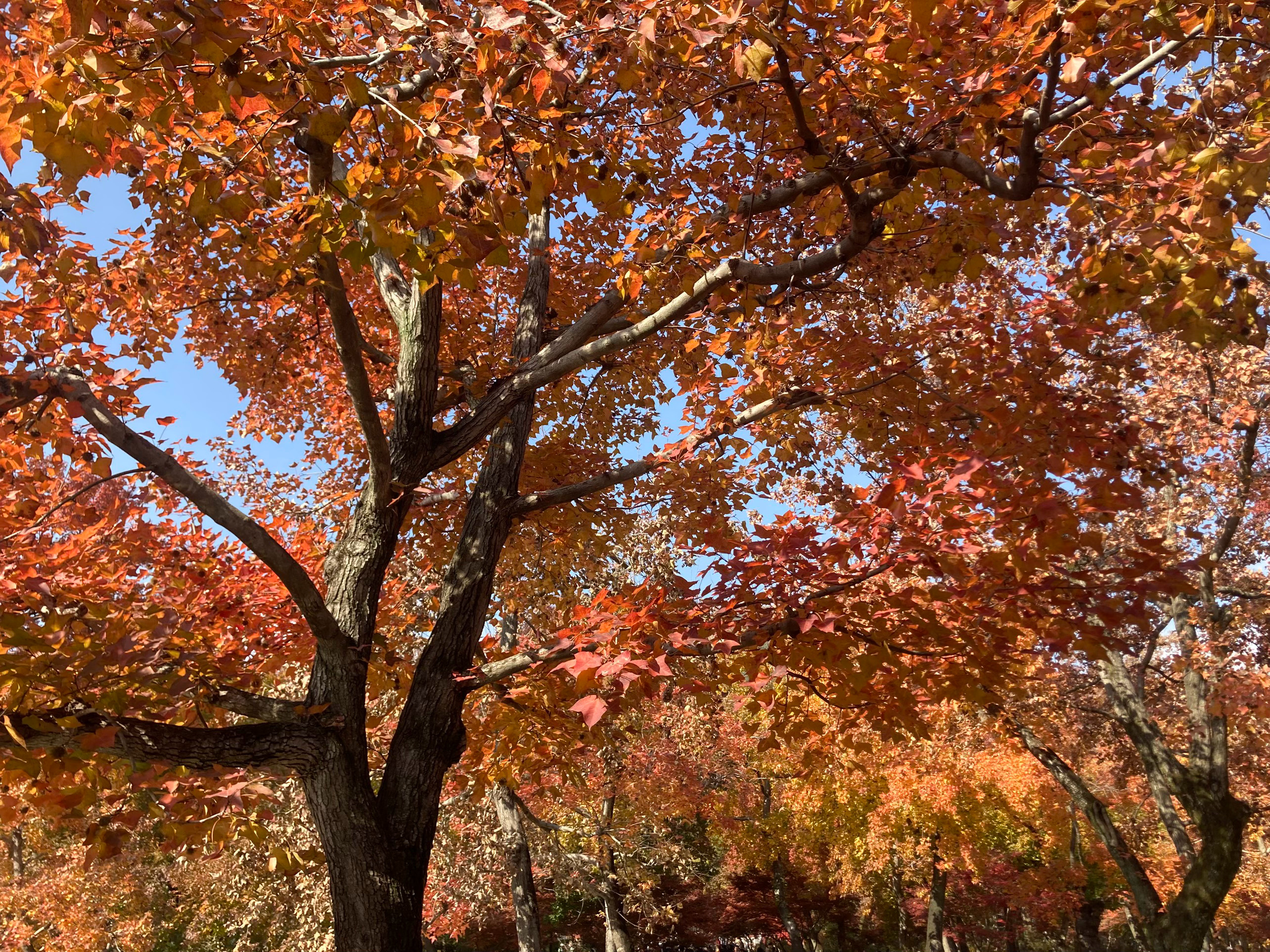 天平归来不看枫🍁 