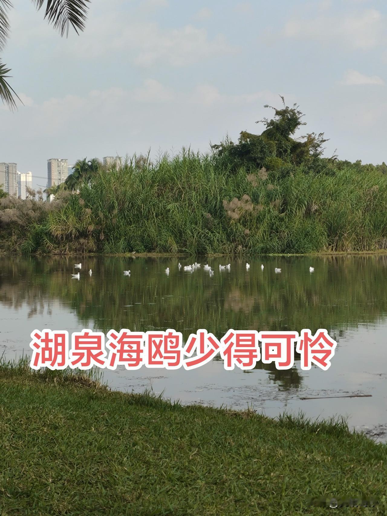 晕了，才这么几只海鸥！
11月24日，网上看到弥勒湖泉也来了海鸥，今天午后天气放