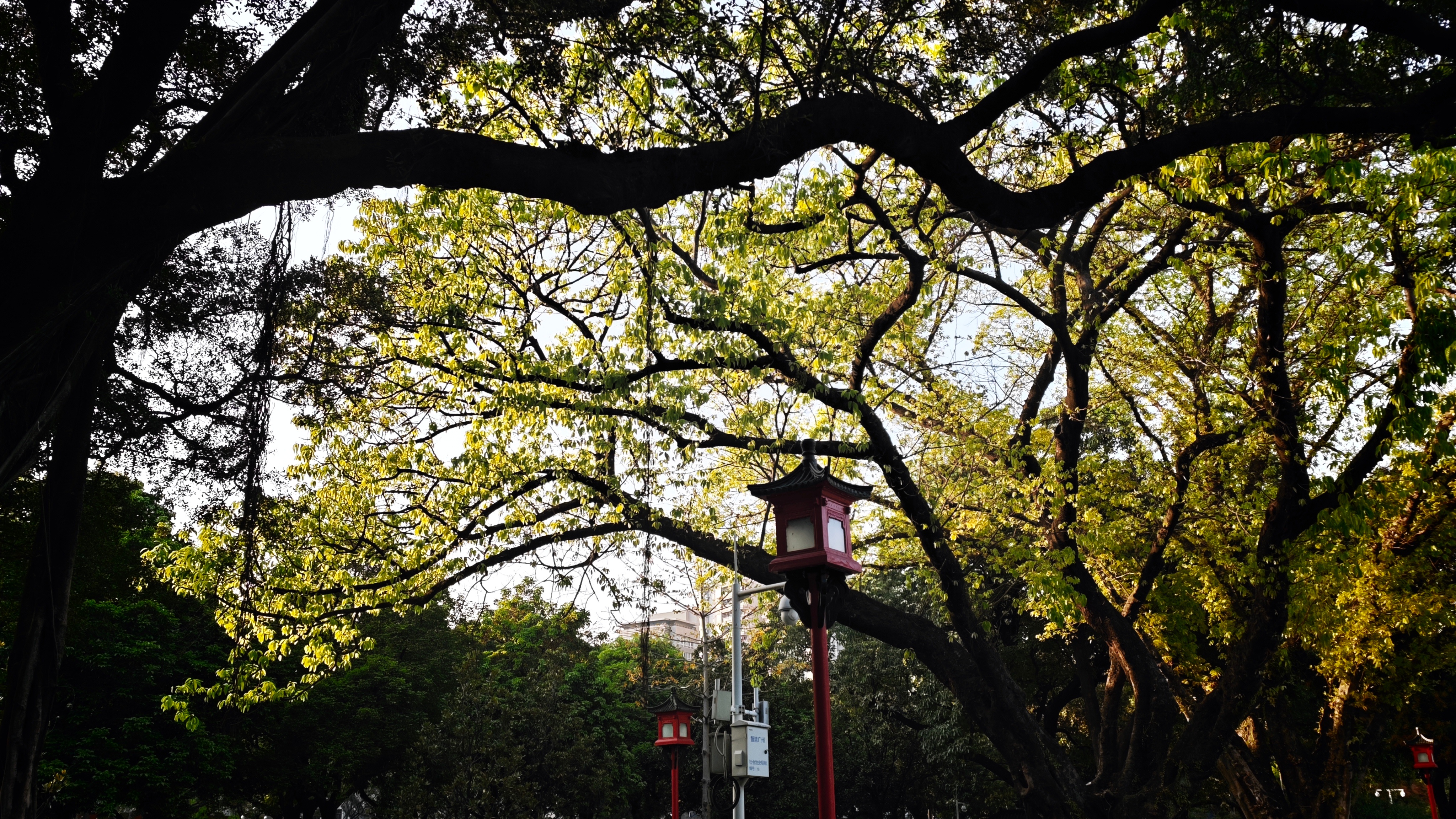 干爽的春天，在广东甚是难得抓住春天，别让它跑咯 