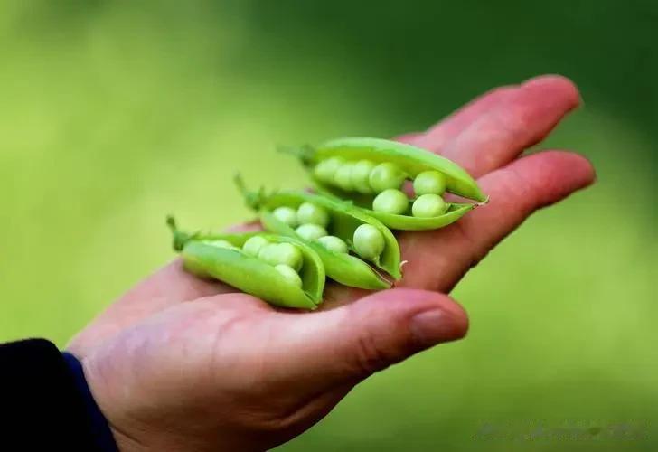 孩子多吃五种食物，帮助孩子秋天长个
 
孩子长个子的黄金期进入秋天，天气转凉，孩