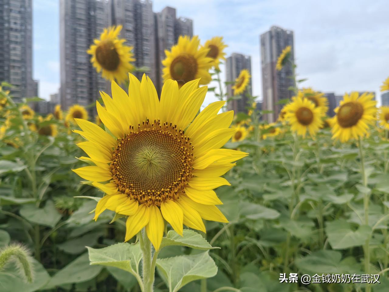 固执的老头，我拿他真没办法。

我家队友上午闲不住，去擦阳台放洗衣粉的不锈钢架子