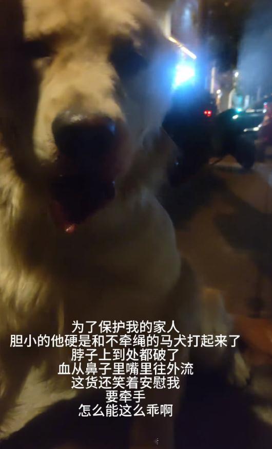 打开了一本关于勇敢小狗小猫们的书 ​​​
